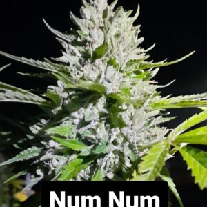 Num Num F1 10 Regular Seeds
