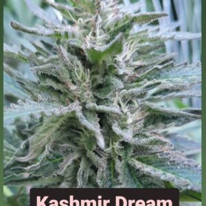 Kashmir Dream F1 10 Regular Seeds