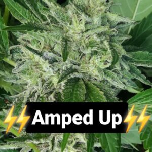 Amped Up F1 10 Regular Seeds
