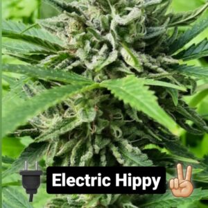 Electric Hippy F1 (100 Amp Cut x Appalachia F4 Variegated) 10 Regular Seeds