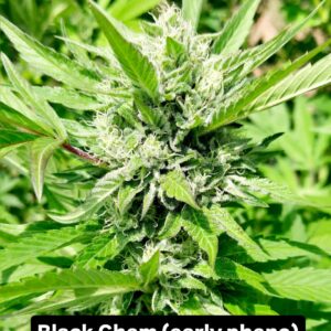 Black Chem F1 ([Chem D x GG4] x Black Domina)10 Regular Seeds