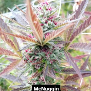 McNuggin F1 (Jelly Roll 77 x High Voltage) 10 Regular Seeds