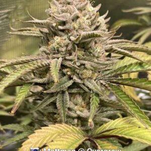 Sunshine Daydream BX1 10 Regular Seeds