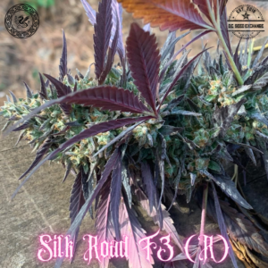 Silk Road F3 ([Kashmiri/Dosidos #22 BX] x I-95) 10 Regular Seeds