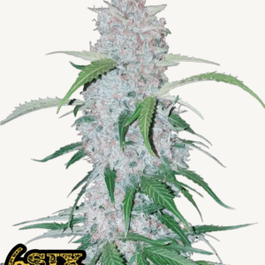 Six Shooter Auto 3 Feminized Autoflower Seeds