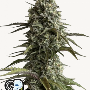 Skunk Auto 3 Feminized Autoflower Seeds