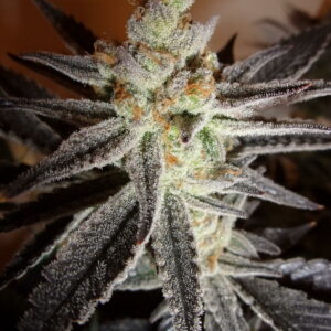 Chernobyl S1 (Slymer cut) 10 Feminized Seeds