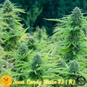 Sour Candy Haze F3 (Humboldt Sour Diesel F3 x Candy Haze F3) 10 Regular Seeds