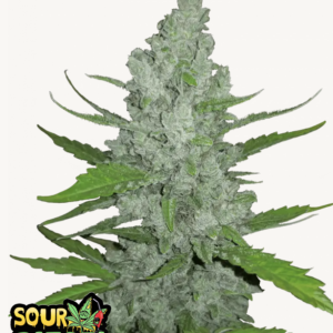 Sour Diesel Auto 3 Feminized Autoflower Seeds