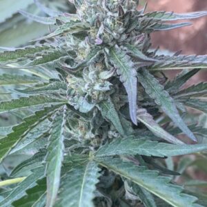 Sour Runtz F3 (Glazed Runtz #6 x Rebel Sour F3) 10 Regular Seeds
