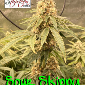 Sour Skippy F1 (Peanut Butter Breath x Citrus MILF) 7 Feminized Seeds