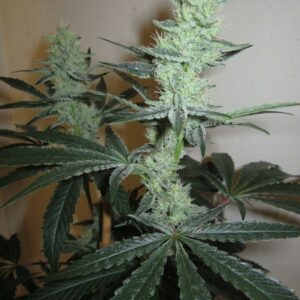 Southern Slymball F1 (Chernobyl x Fireballs) 10 Regular Seeds