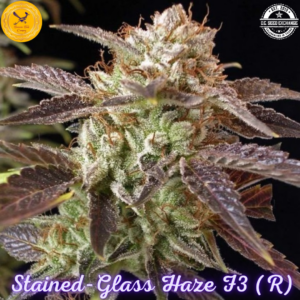 Stained-Glass Haze F3 ([Pineapple Kush F3 x Gelato #25/Dosidos #22] x Candy Haze F3) 10 Regular Seeds