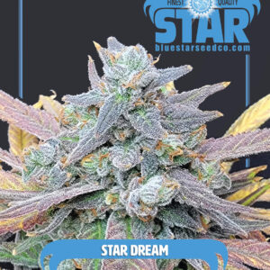 Star Dream F1 (Blue Dream x Blue Star) 4 Feminized Seeds