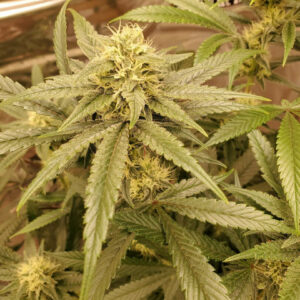 Starberry Candy F1 (Cob's Candy x Strawberry Starburst) 10 Regular Seeds