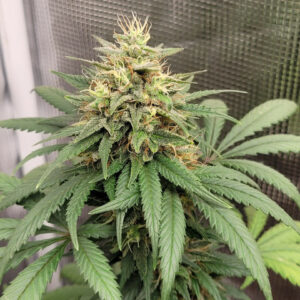 Starberry Cough F1 (Strawberry Cough x Strawberry Starburst) 10 Regular Seeds