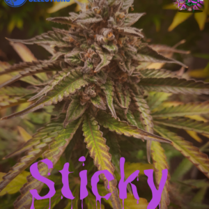 Sticky Situation F1 Auto (Wicked Witch x Nurple) 5 Feminized Autoflower Seeds