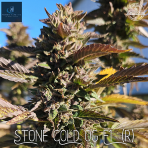 Stone Cold OG F1 (Ice Cream Cake x White OG F3) 10 Regular Seeds