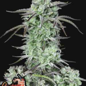 Strawberry Banana Auto 3 Feminized Autoflower Seeds