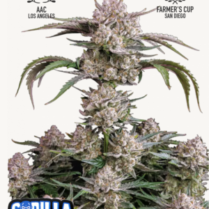 Strawberry Gorilla Auto 3 Feminized Autoflower Seeds