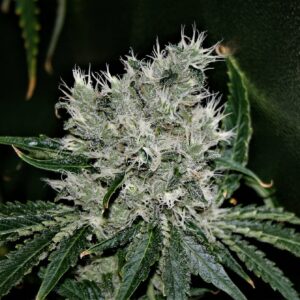 Strawberry Guava-D F1 (Strawberry D-Lite x Guava Melt) 10 Feminized Seeds