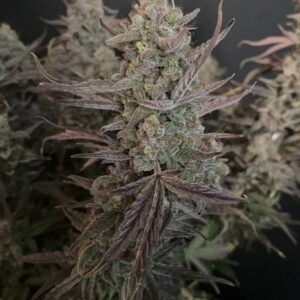 Substance D Auto F1 (Jogidelica x BlkMrr) 5 Feminized Autoflower Seeds