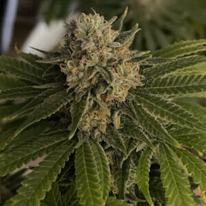 Susie Creamcheese F1 (Cheeselicious x Strawberry Starburst) 10 Regular Seeds