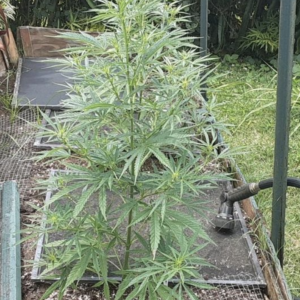 Swazi Burmese Columbian Red F1 10 Regular Seeds