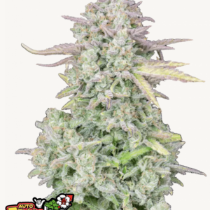 Trainwreck Auto 3 Feminized Autoflower Seeds