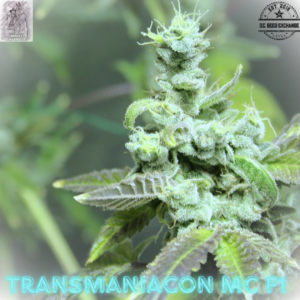 Transmaniacon MC F1 (Cookies n Chem x [Sherbet x {Chem Sis x Chemdog}]) 10 Feminized Seeds