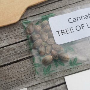 Tree of Life X Goat Yogi F1 14 Regular Seeds