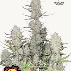 Tropicana Cookies Auto 3 Feminized Autoflower Seeds