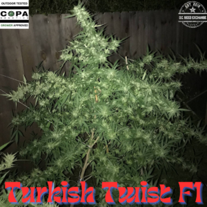 Turkish Twist F1 10 Regular Seeds