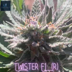 Twister F1 (Vortex F2 x Magnum Opus F11) 10 Regular Seeds