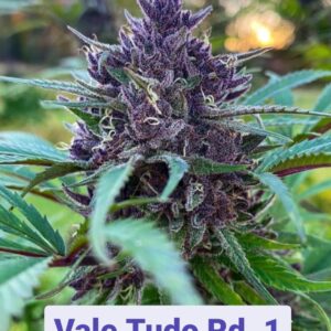Vale Tudo Rd1 ([Mendo Purps x Kimbo Kush] x Ancient OG F2) 10 Regular Seeds