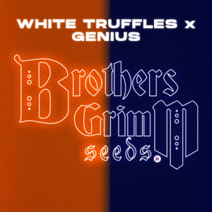 White Truffles x Genius 9 Feminized Seeds