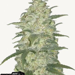 White Widow Auto 3 Feminized Autoflower Seeds
