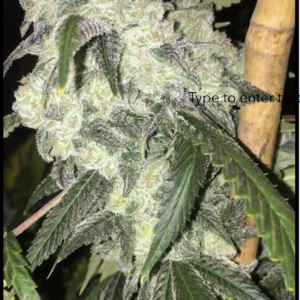 Wicked Bubblegum v1 F5 7 Regular Seeds