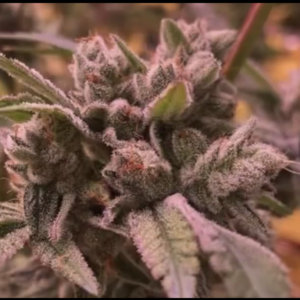 Wicked Gas F1 (I-95 A x Wicked Purple) 7 Regular Seeds