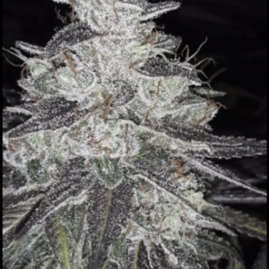 Wicked Sour F1 (I-95 A x Wicked Purple) 7 Regular Seeds