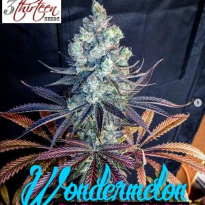 Wondermelon F1 (Simply Watermelon x Peanut Butter Breath) 7 Feminized Seeds