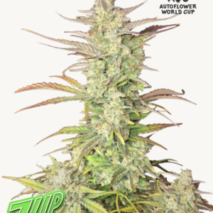 Z-Up Auto 3 Feminized Autoflower Seeds