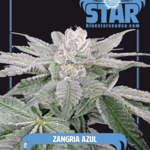 Zangria Azul F1 (Zangria x Blue Star) 4 Feminized Seeds