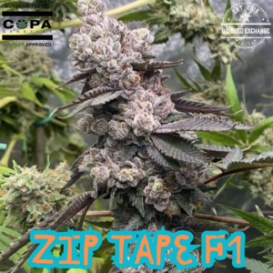 Zip Tape F1 10 Regular Seeds