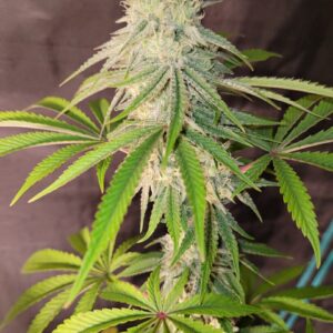 Blue Guava F1 (Blueberry Hash Plant x Guava Melt) 10 Feminized Seeds