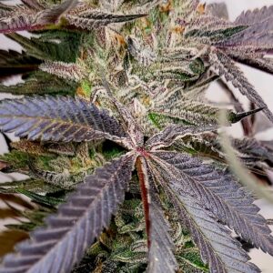 Bubble B00ty F1 (Bubblehead x Fr00ty B00ty) 10 Regular Seeds