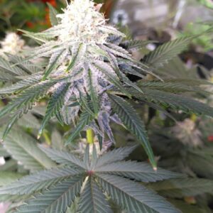 Buttered Bananas F1 (Banana Punchsicle x Texas Butter) 10 Regular Seeds