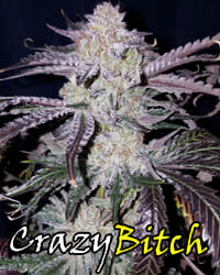 Crazy Bitch F1 (Compost Mamma x Black Domina) 10 Regular Seeds