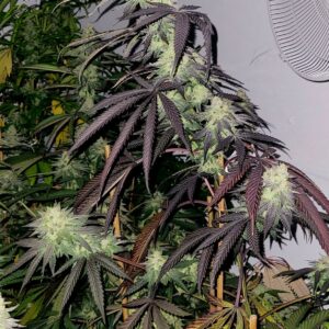 Creamy Greases S1 6 Feminized Seeds