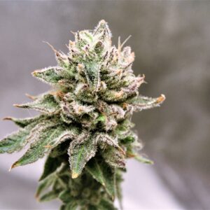 Dry Martini F1 10 Feminized Seeds